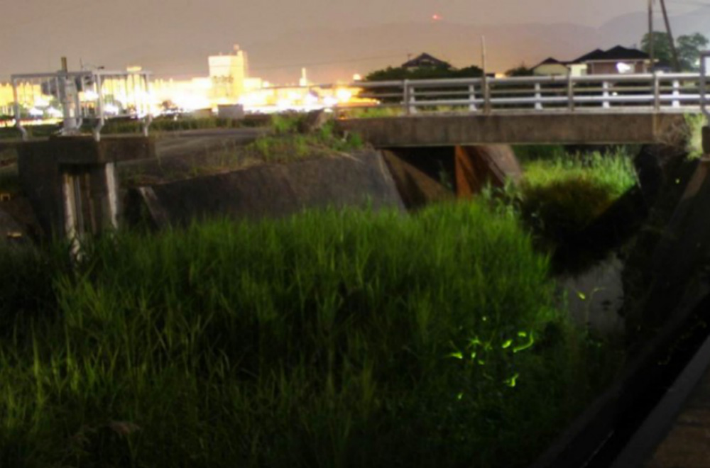 “北鼻川”流域飛舞的螢火蟲（左上角是遠(yuǎn)處的日本半導(dǎo)體株式會(huì)社大分工廠）